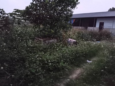 Đất ruộng sxln 2000m2, mt35m, lô góc, 5 tr/m2, xuân nộn, đông anh, có thương lượng. 3