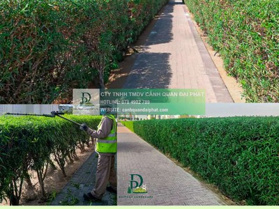 Cắt tỉa cây xanh Đồng Nai đúng tiêu chuẩn, an toàn 0