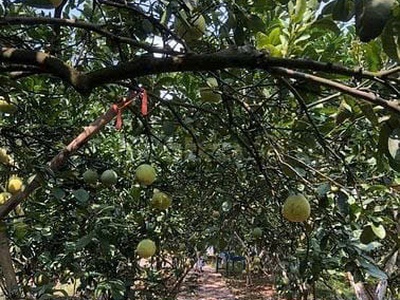 Bán đất vườn 300m2 có sẵn nhà cấp 4 ở được, tại Cầu Noi, Cổ Nhuế, Bắc Từ Liêm, giá 9tr/m2 2