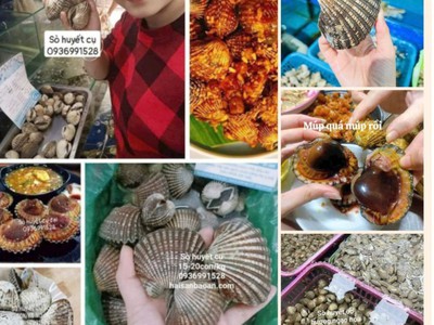 Báo giá sò huyết vip ngon chuẩn sạch 0