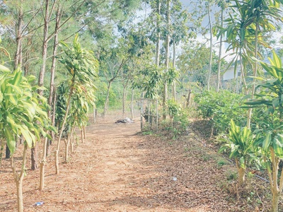 Bán 4 sào phú hội pre, đức trọng, lâm đồng, nhà c4, điện nước đầy đủ 3