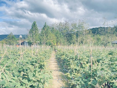 Bán 4 sào phú hội pre, đức trọng, lâm đồng, nhà c4, điện nước đầy đủ 6