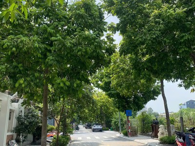 Bán đất dịch vụ đường 5.5 trạm trôi 3