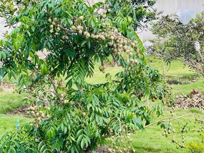 Diện tích hơn 1000m đất có nhà và cây ăn trái mà giá chỉ 6.8tỷ quá rẻ 1