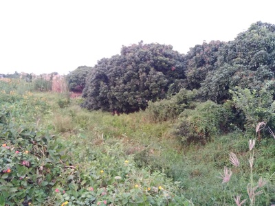 Chính chủ bán đất Châu Thành, Đồng Tháp - Diện tích: 4242m2 3