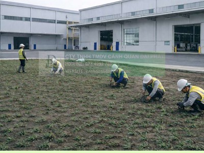 Trồng Cỏ Lá Gừng Giá Rẻ Đồng Nai TP.HCM 0