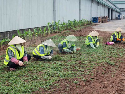 Trồng Cỏ Lá Gừng Giá Rẻ Đồng Nai TP.HCM 1