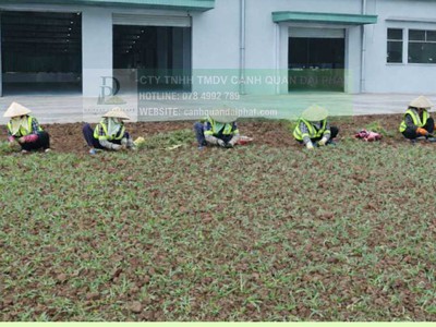 Trồng Cỏ Lá Gừng Giá Rẻ Đồng Nai TP.HCM 2