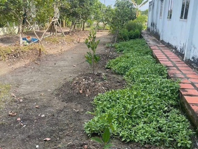 Sát vinhomes hóc môn   nhà vườn thổ cư   giá hời hiếm có - rẻ hơn củ chi 2