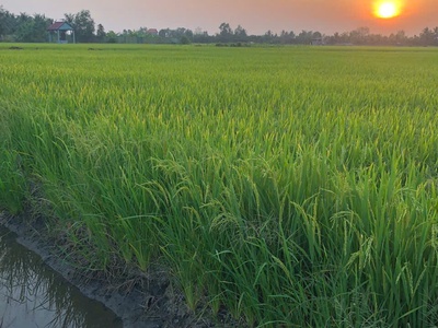 Hot hot - cần bán lô đất tại xã tân nhựt, bình chánh, hcm xã tân nhựt, tp.hcm mới 0