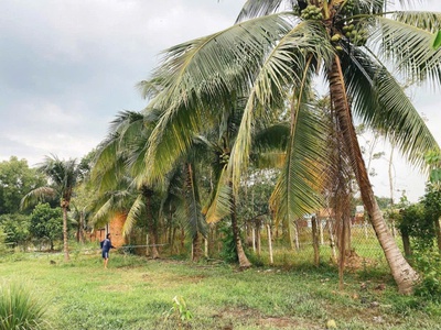 Đất rộng phú mỹ hưng   củ chi - giá mềm ngang lớn 28m   có 500m  thổ cư 2