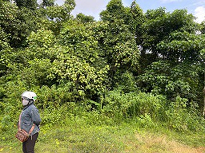 Bán 1.8ha đất nông nghiệp   có sẵn dòng tiền 500tr/năm 1