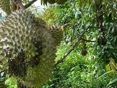 Bán 1.8ha đất nông nghiệp   có sẵn dòng tiền 500tr/năm 4