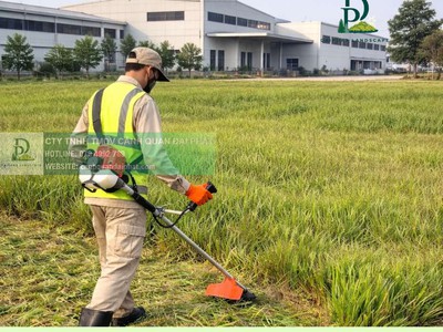 Thi công cỏ lá gừng giá rẻ nhà máy, công ty Đồng Nai 1