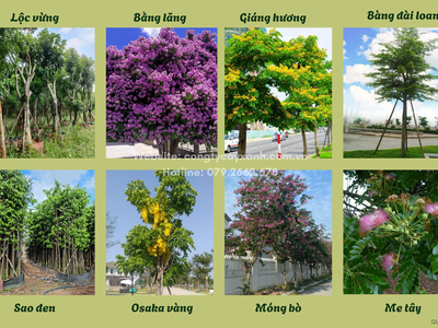 Dịch Vụ Trồng Cỏ Sân Vườn Uy Tín, Giá Tốt ở HCM, Đồng Nai 0