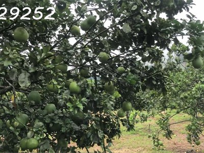 Cần bán nhanh lô đất nằm trong khu dân cư đông đúc, giá cực tốt so với tiềm năng 1