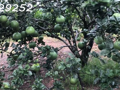 Cần bán nhanh lô đất nằm trong khu dân cư đông đúc, giá cực tốt so với tiềm năng 3