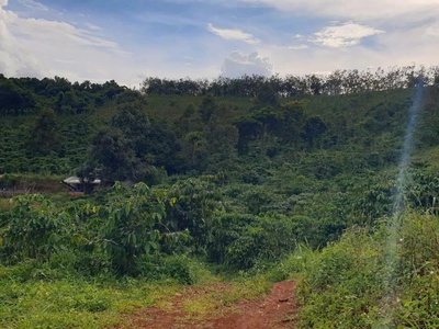 Bán đất rẫy 4,04 ha   full cà phê   bắc gia nghĩa, lâm đồng 0