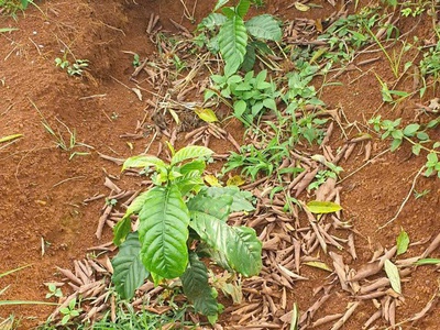 Bán đất rẫy 4,04 ha   full cà phê   bắc gia nghĩa, lâm đồng 1