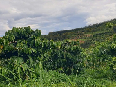 Bán đất rẫy 4,04 ha   full cà phê   bắc gia nghĩa, lâm đồng 2