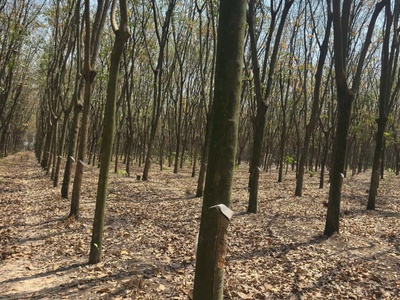 Quỹ đất lớn 10.000m    mặt tiền dh604   phường chánh phú hòa, tp. hồ chí minh 4