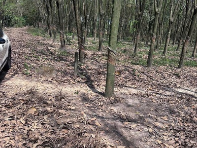 Quỹ đất lớn 10.000m    mặt tiền dh604   phường chánh phú hòa, tp. hồ chí minh 3