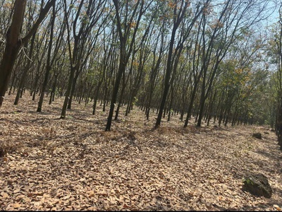 Quỹ đất lớn 10.000m    mặt tiền dh604   phường chánh phú hòa, tp. hồ chí minh 1