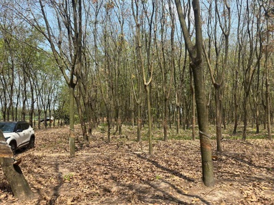 Quỹ đất lớn 10.000m    mặt tiền dh604   phường chánh phú hòa, tp. hồ chí minh 0