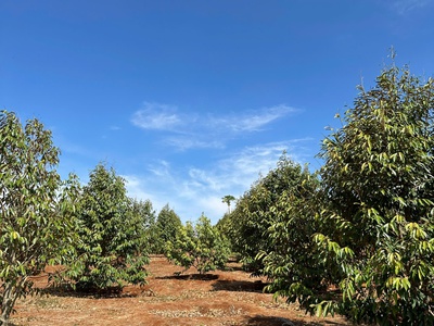 Cần bán đất rẫy 2,9ha cà phê, sầu riêng kinh doanh ổn định đường bê tông tận nơi - huyện ea 0