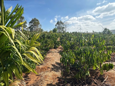 Cần bán đất rẫy 2,9ha cà phê, sầu riêng kinh doanh ổn định đường bê tông tận nơi - huyện ea 2