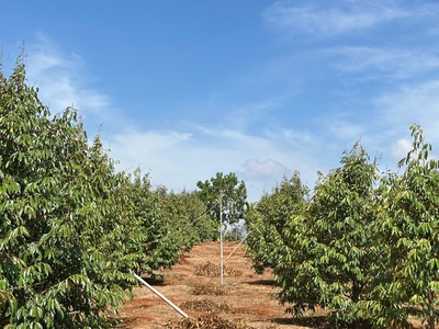 Cần bán đất rẫy 2,9ha cà phê, sầu riêng kinh doanh ổn định đường bê tông tận nơi - huyện ea 3