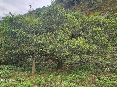 Chính chủ cần bán lô đất tại khu du dịch xã tà xùa - huyện bắc yên - tỉnh sơn la 0