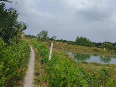 Chính chủ cần bán gấp đất tại xã bình khách, cần giờ, tp. hồ chí minh 1