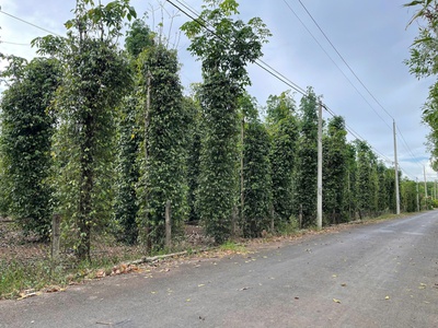 Bán siêu phẩm đất vườn đẹp - phù hợp cho mọi gia đình 0