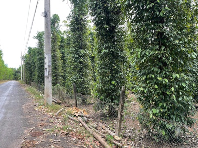 Bán siêu phẩm đất vườn đẹp - phù hợp cho mọi gia đình 2