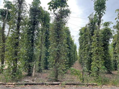 Bán siêu phẩm đất vườn đẹp - phù hợp cho mọi gia đình 4