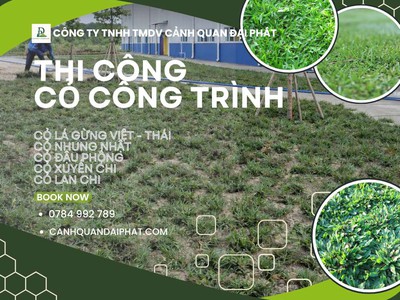 Thi công cỏ công trình nhà máy, nhà xưởng, sân vườn tại Đồng Nai 2