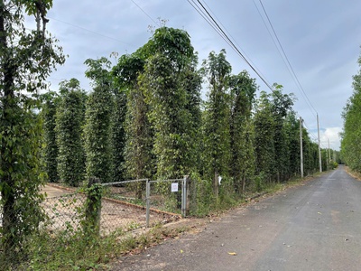 Bán siêu phẩm đất phủ hồng vườn đẹp - phù hợp cho mọi gia đình 4