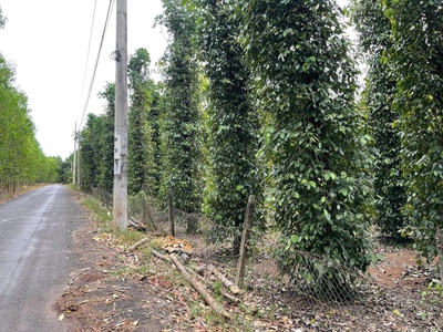 Bán siêu phẩm đất phủ hồng vườn đẹp - phù hợp cho mọi gia đình 3