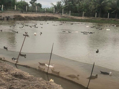 Bán lô đất thổ phân lô mặt tiền đê bao giá 7,5 tỷ 4