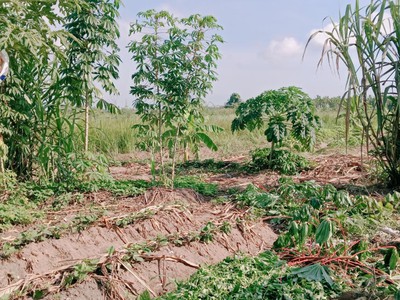 Đất gấp 1955m2, đất ful thổ cư - bình mỹ - củ chi - chỉ 31 tỷ 1