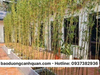 Dịch vụ bảo dưỡng cảnh quan uy tín tại Đồng Nai 0