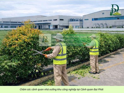 Dịch vụ cắt cỏ vệ sinh cảnh quan KCN Amata KCN Biên Hòa Đồng Nai 1