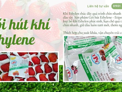 Giải Pháp Gói Hút Ethylen Giúp Bảo Quản Dâu Tươi Lâu Chín 0