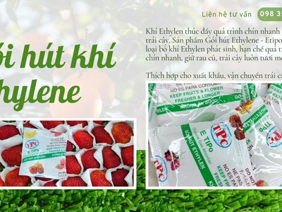 Giải Pháp Gói Hút Ethylen Giúp Bảo Quản Dâu Tươi Lâu Chín 1