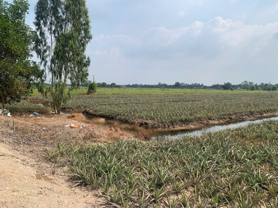 Chính chủ cần bán  gấp đất tại xã thạnh mỹ, tân phước, tiền giang 0