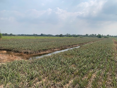 Chính chủ cần bán  gấp đất tại xã thạnh mỹ, tân phước, tiền giang 1