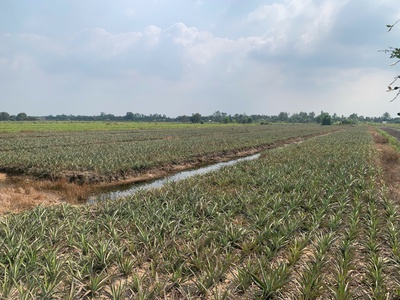 Chính chủ cần bán  gấp đất tại xã thạnh mỹ, tân phước, tiền giang 2