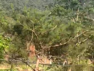 Hơn 14.600m2, mt hơn200m. nguyên quả đồi, 39 tỷ, minh phú, sóc sơn, kd dưới tán rừng. 2