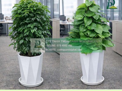 Thiết kế Thi công Chăm sóc cây xanh văn phòng tại Đồng Nai 0